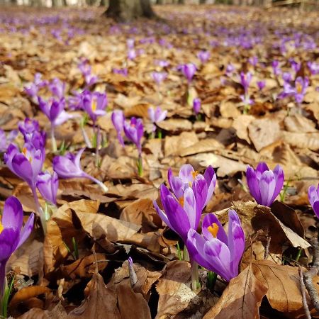 Апартаменти в Арена Віладж Поляна Екстер'єр фото